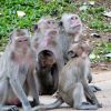 Khumphawapi Monkey Village